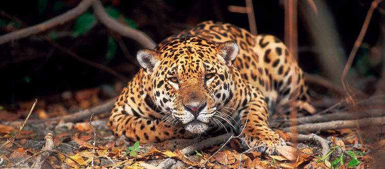 It’s up to us to protect Earth’s biodiversity.