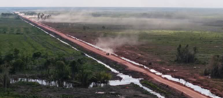 A red track through former rainforest