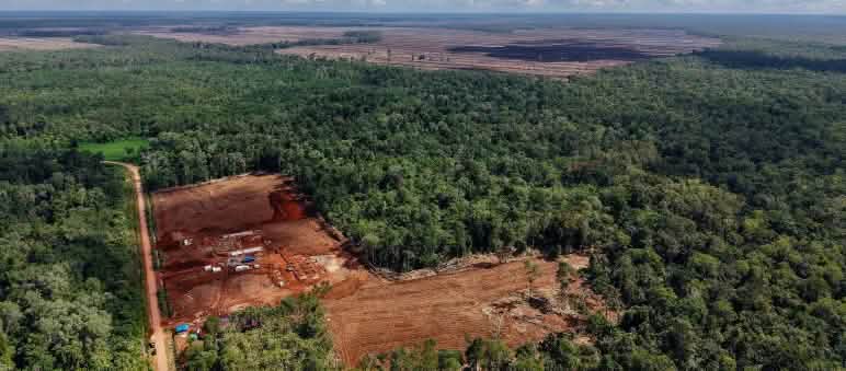 Drone image of deforestation in Merauke, South Papua