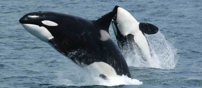The habitat of 75 orcas is at stake Two orcas