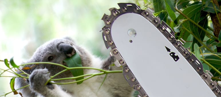 In danger of extinction Photomontage: koala and chainsaw