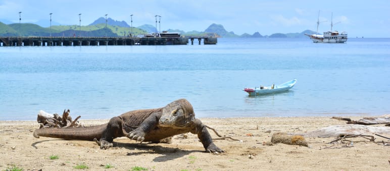 Komodo dragon on the beach