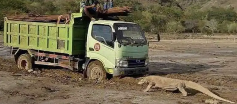 Truck and Komodo dragon