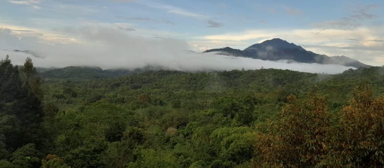 View over rainforest to a distant mountain