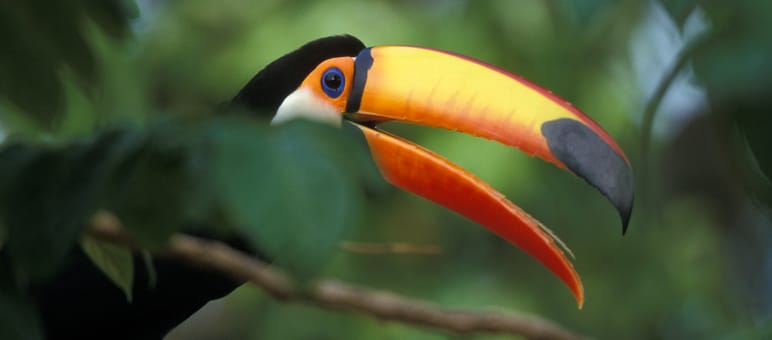 A giant toucan sitting on a branch in the rainforest