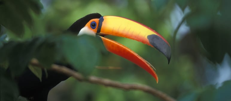 A giant toucan sitting on a branch in the rainforest