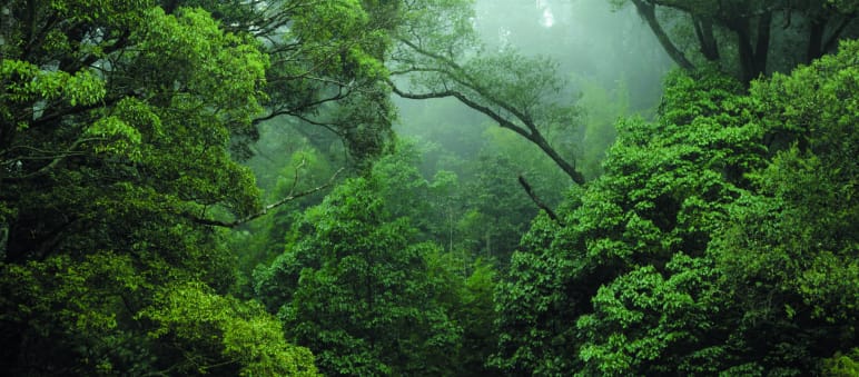 Rainforest in the Congo