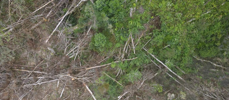 Deforestation for PT Vale nickel mine