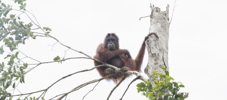Orangutans are at the brink of extinction. Orangutan in tree