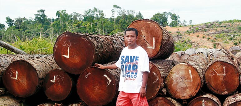 These trees were felled illegally to make room for oil palm plantations.