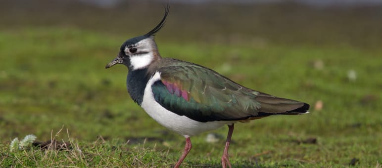 The EU’s protected areas are safe A lapwing