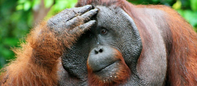Male orangutan facepalming