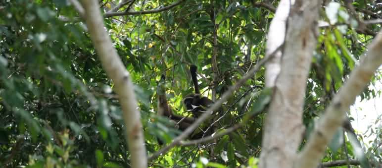 Gibbon hidden in a tree