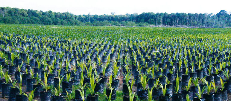 Thousands of oil palm seedlings are ready for new plantations in the rainforest Oil palm plantation, Borneo, Indonesia