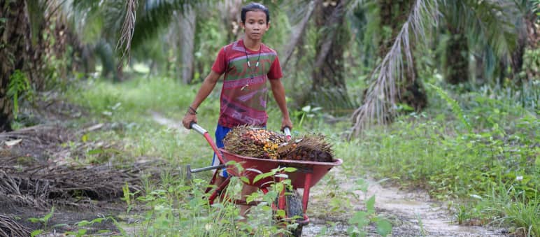 A young Indonesian with a wheelbarrow filled with palm fruits