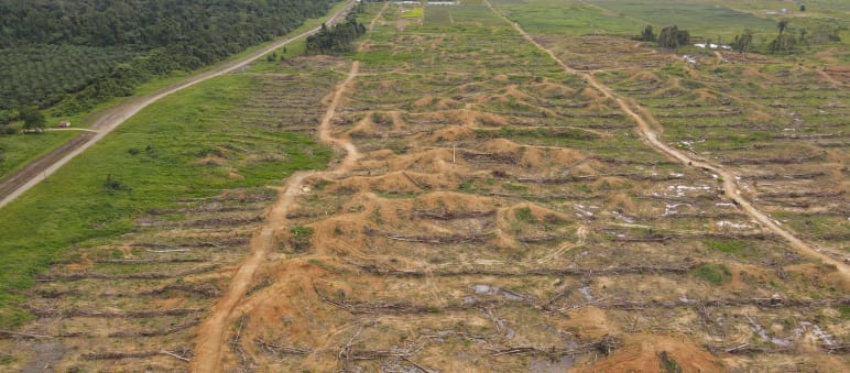 Deforestation in Sorong, West Papua, Indonesia by the company IKSJ