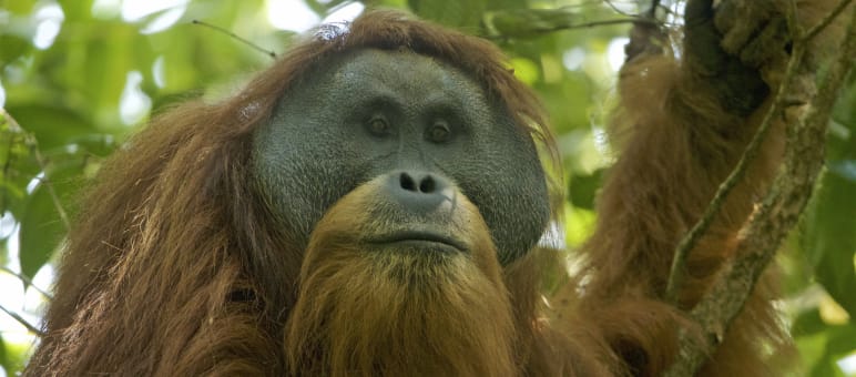 Tapanuli orangutan