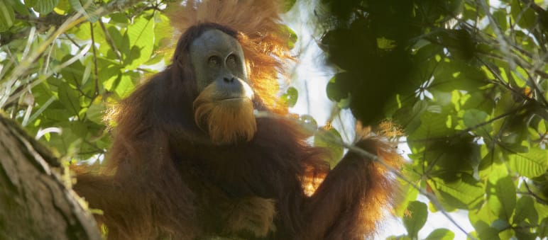 The Tapanuli orangutan: only just discovered, soon to be extinct? Tapanuli orangutan
