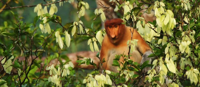Proboscis monkey in tree
