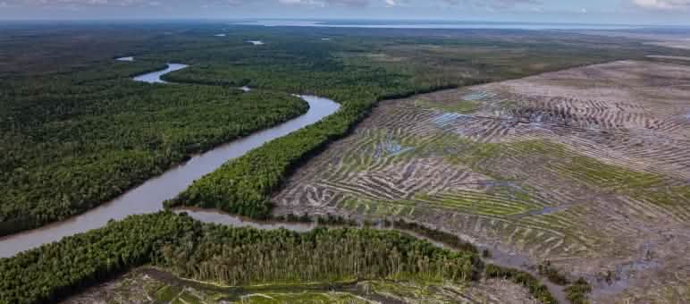 Aerial view of a vast clear-cut area