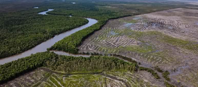 Aerial photo showing forest to the left of a river and clear-cutting to the right