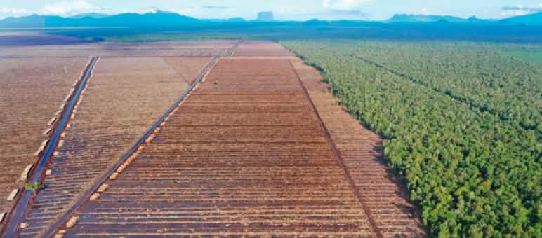 Left: clearing for paper industry; right: rainforest
