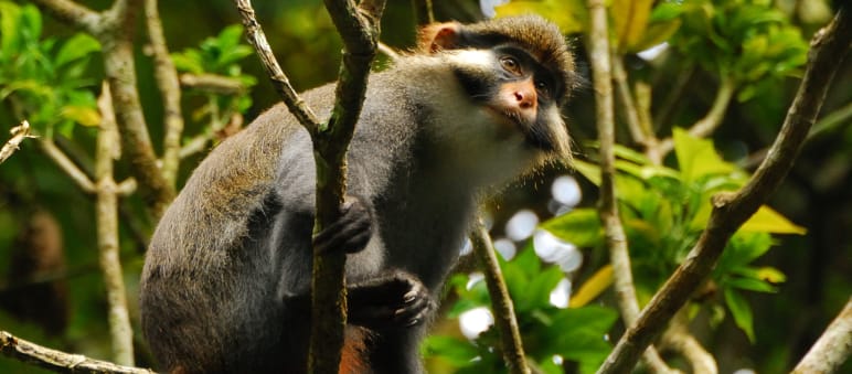 A red-eared guenon (Cercopithecus erythrotis) in Cameroon Red-eared guenon (Cercopithecus erythrotis) in Cameroon