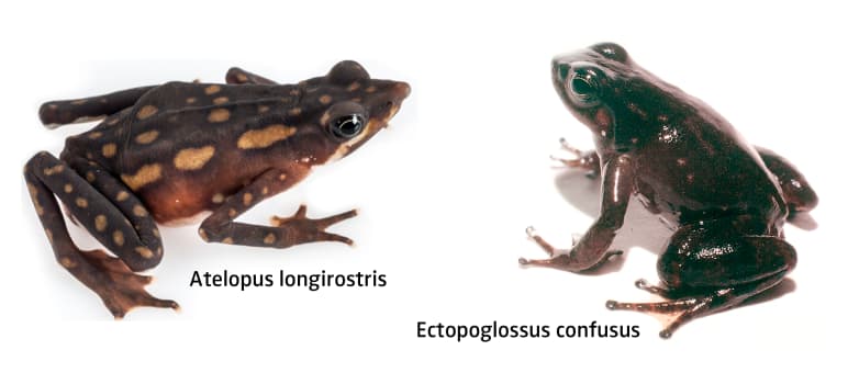 Atelopus longirostris and Ectopoglossus confusus frog species