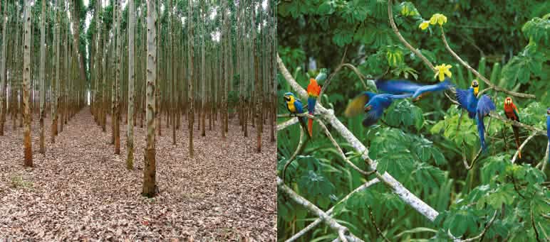 Montage: a tree plantation vs. rainforest