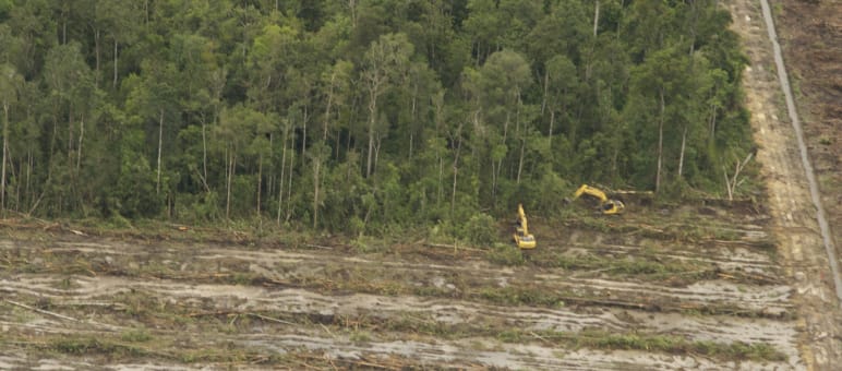 Cutting down oil palms to reclaim illegally cleared land