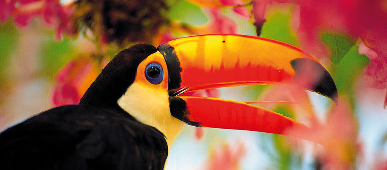 A tucan in midst of colorful flowers