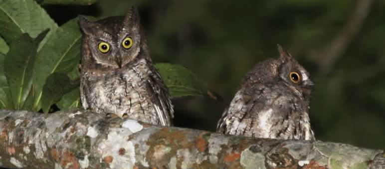 Two owls sitting on a branch