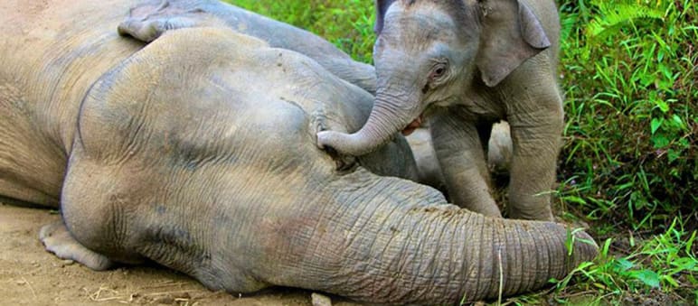 Photo: picture alliance / dpa A baby elephant standing over the body of its dead mother, touching her head with its trunk