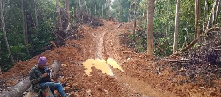 The timber company Junan Wood has allegedly been illegally logging trees in the Dayak forest.