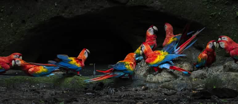 A group of colorful macaws eats mineral-rich clay