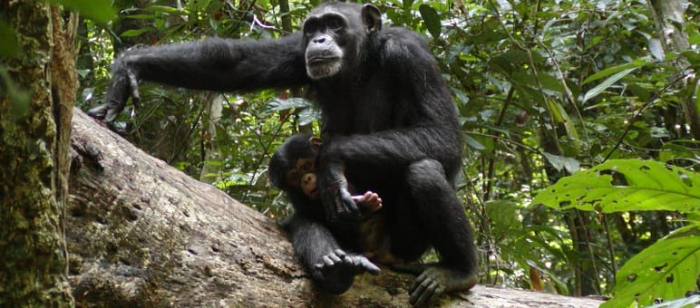 Humans are destroying chimpanzee habitat at an alarming rate Chimpanzees in Sapo National Park