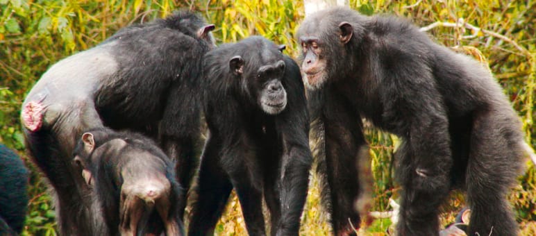 Rigorous protective measures will be needed to save western chimpanzees from extinction. Chimpanzees