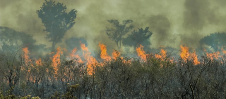 A free trade agreement between the EU and Mercosur would drive the destruction of tropical rainforests Fire in the Brazilian Amazon rainforest
