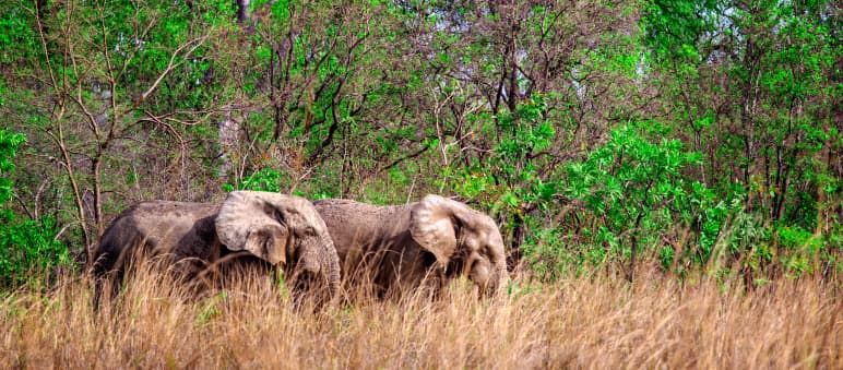 African elephants in Mole National Park, Ghana Two African elephants in Mole National Park, Ghana