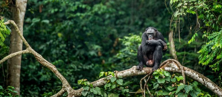 The rainforests in the Congo Basin are home to bonobos, gorillas and chimpanzees. Bonobo in the forest, DR Congo