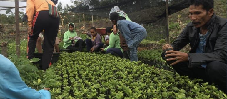 People tending coffee seedlings