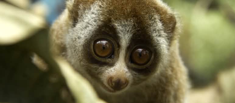 Trade in highly endangered slow lorises is prohibited.