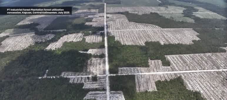 Aeral view of clear-cutting