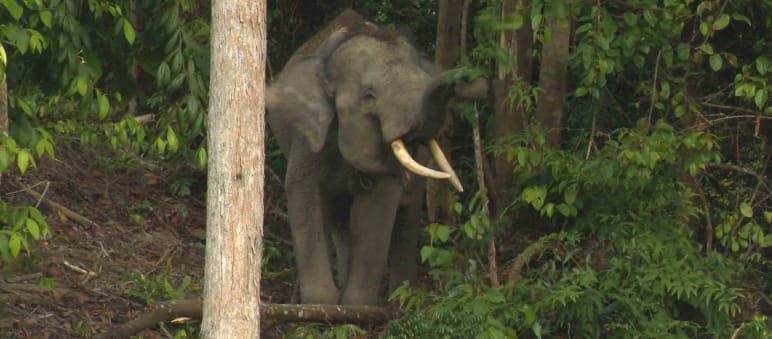Eight Sumatran elephants live in the forest of Sepintun Sumatran forest elephant