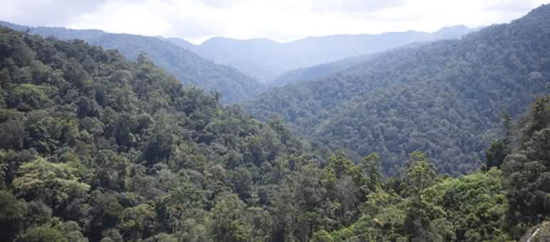 View of the rainforest from above