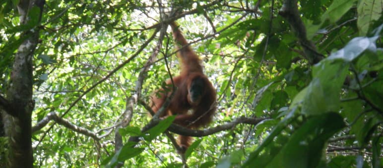 An orangutan in a tree
