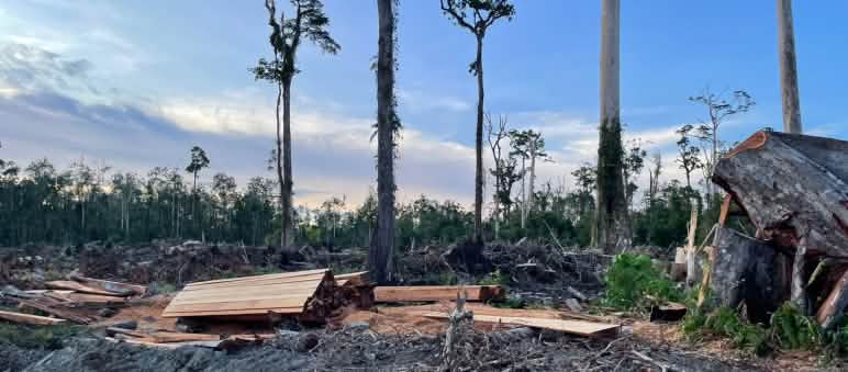 Sawn timber on clear-cut in peatland and five tall trees without branches