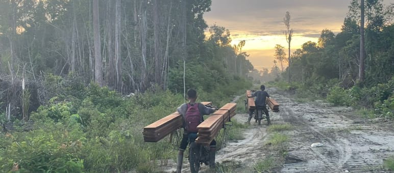 Two men on mopeds transporting sawn timber on a wide forest trail