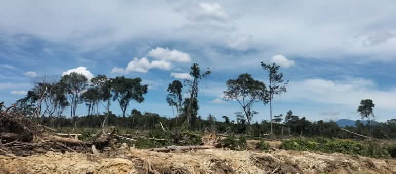 Clear-cutting in Seunagan Timur Subdistrict, Nagan Raya District