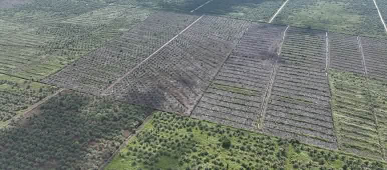 Oil palm plantations destroy rainforests and the livelihoods of forest dwellers. Aerial photo of new plantations
